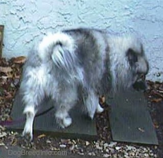 A Keeshond is walking down the gray flagstone walkway