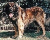 Side view - A Leonberger is standing in grass and its mouth is open and tongue is out.
