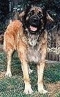 A Leonberger is standing in grass and faceing forward. Its mouth is open and tongue is out.