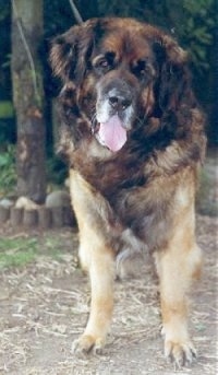 Front view from head on - A Leonberger dog is standing in dirt and there is grass to the left of it. Its mouth is open and tongue is out. The dog looks like a teddy bear.