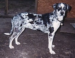 Louisiana Catahoula Leopard Dog is standingin a building