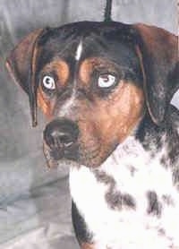 Close Up head shot - Louisiana Catahoula Leopard Dog