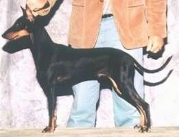 Left Profile - A black and tan Toy Manchester Terrier dog is standing in a show dog stack and there is a person behind it holding its head up.