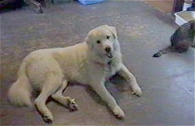 A white Maremma Sheepdog is laying on a floor and there is a gray tiger cat sitting next to it. The dog's mouth is open and it looks happy.