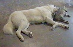 A white Maremma Sheepdog is sleeping on its left side and there is a gray tiger cat laying in front of it.