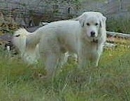 Side view - A white Maremma Sheepdog is standing in medium sized grass. There is a fallen log behind it.