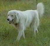 A happy looking, white Maremma Sheepdog is walking across grass and its mouth is open.