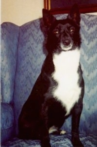 Front view - A black with white McNab is sitting on a blue couch.