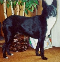 A black with white McNab is standing on a rust colored carpet with a plant behind it.