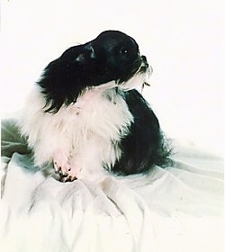 A black and white long-coat Mi-ki is standing on a table covered with a white blanket looking to the right.