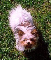 View from the top looking down - A brown with white and black long coat Mi-ki puppy is standing in grass and looking up.