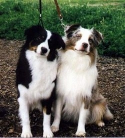 australian shepherd miniature