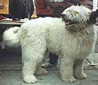 A white Romanian Mioritic Shepherd Dog is standing on a sidewalk and there is a person behind it. Its mouth is open and tongue is out. It is looking back.