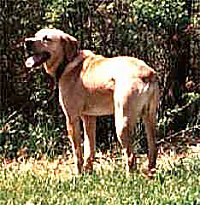 Mountain View Cur Information and Pictures, Mountain Vi