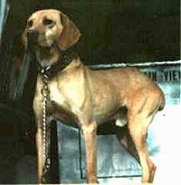 A tan with white Mountain View Cur is standing in the back of a vehicle and it is looking forward.