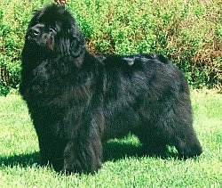Left Profile - A black Newfoundland is standing outside in grass there is a bush behind it and it is looking up.