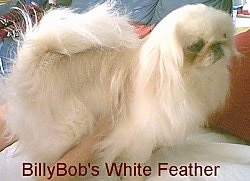 A tan with white Pekingese is standing on a bed and a person has their hands on the underside of the dog. The words - BillyBob's White Feather - is overlayed at the bottom.