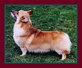 Left Profile - A short-legged, tailless, long-bodied tan with white Pembroke Welsh Corgi is standing on grass and looking up and towards the left.