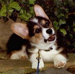 black corgi puppy