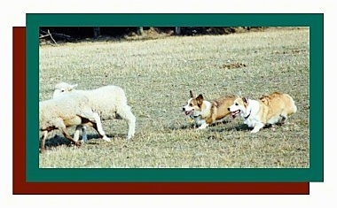 Two corgis hearding a couple of sheep. There is a green border and then a red border and a white border around the whole photo.