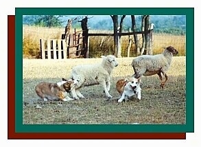 A Corgi on the left is biting the sheep on the left. The right Corgis is running away from both sheep. The Right Sheep is running towards the right. There is a green border and then a red border and a white border around the whole photo.