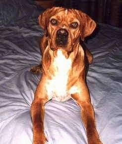 Close up front view - A brown with white Portuguese Pointer dog is laying down on a persons bed.