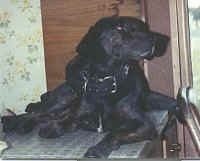 A black Plott Hounds is laying on a surface looking out of a window.