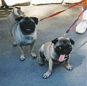 Pugs