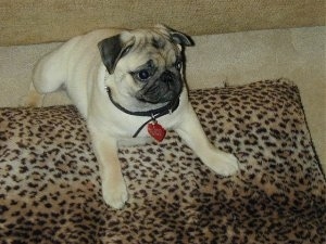 Top down view of a tan with black wrinkly faced Pug that is laying on a cheetah print pillow. It is looking to the right.