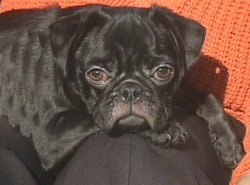 Close up - A black Pug puppy is laying on top of a person.