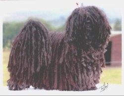 Side view - A black dreaded Puli is standing on a table and it is looking forward. There is a small signature placed towards the bottom right of the image.