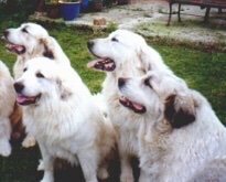 Five Great Pyrenees are sitting in grass. All of them are panting and looking to the left