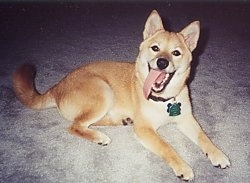 A happy tan with white Shiba Inu puppy is laying across a carpet, it is looking forward, its mouth is open and its long tongue is hanging out of the left side of its mouth.