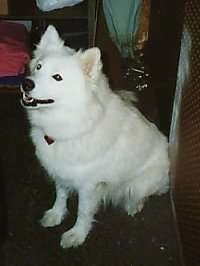 The front left side of a white Samoyed dog that is sitting at Zerns Farmers Market looking up and to the left. Its mouth is open and it looks like it is smiling.