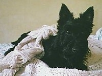 Front view - A black Scottish Terrier dog is laying on a couch with a white blanket cover over its back looking forward.
