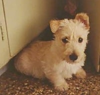 A white Scottish Terrier puppy is sitting in front of a cabinet and it is looking forward. One of its ears is up and the other is folded over. It has round black eyes.