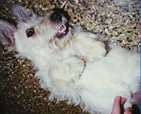 Close up - A white Scottish Terrier dog laying on its back with its paws in the air. Its mouth is slightly open and a person is rubbing its belly.