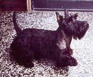 The right side of a black Scottish Terrier that is looking up and to the right. The dog's tail is up in the air and its front paw is up.