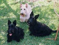 Three Scottish Terriers are sitting and standing in grass. They are looking up. There is a wicker chair to the right of them. One dog is white and two are black.