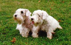 Front view - Two white Sealyham Terriers are sitting in grass and they are looking to the left. The dog on the rights mouth is open and tongue is sticking out. The dogs have longer hair on their faces.