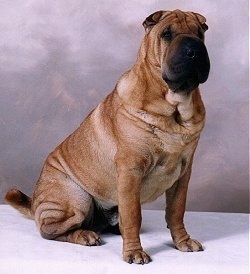 Shar Pei puppies for sale Shar Pei puppies for sale