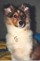 Close up - A fluffy brown, black and white Shetland Sheepdog puppy is looking up.