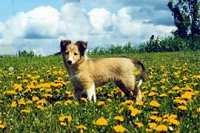 The left side of a tan with white Shetland Sheepdog that is standing in a field of flowers. It is looking forward.