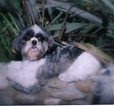 The left side of a white and grey Shih Tzu dog that is laying across a stone wall and it is looking forward.