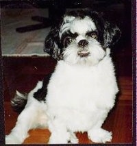 Close up front view - A black and white Shih-Tzu puppy is sitting on a hardwood floor and it is looking forward. Its bottom teeth are showing due to an underbite.