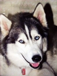 Close up - A black, grey and white Siberian Husky is laying in front of a couch, it is looking up, its mouth is open and it looks like it is smiling.