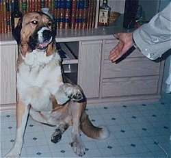 ... the Spanish Mastiff. Courtesy of All the Native Dog