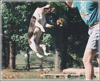 A Staffordshire Bull Terrier is jumping in the air a couple of feet off of the ground with a person next to her
