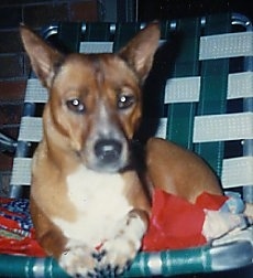 Close up - A brown with white and black Telomian is laying in a green and white lawn chair on top of a folded blanket looking forward.