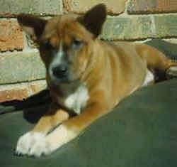 Front side view - A brown with white and black Telomian puppy is laying across a cloth that is next to a house and it is looking forward.